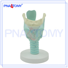 PNT-0442 Modèle de larynx humain marqué anatomiquement, modèle anatomique du larynx